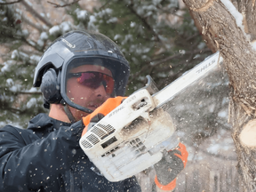 Close up photo of arborist sawing through a tree
