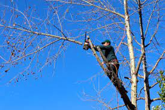 Man high up in tree cutting it down